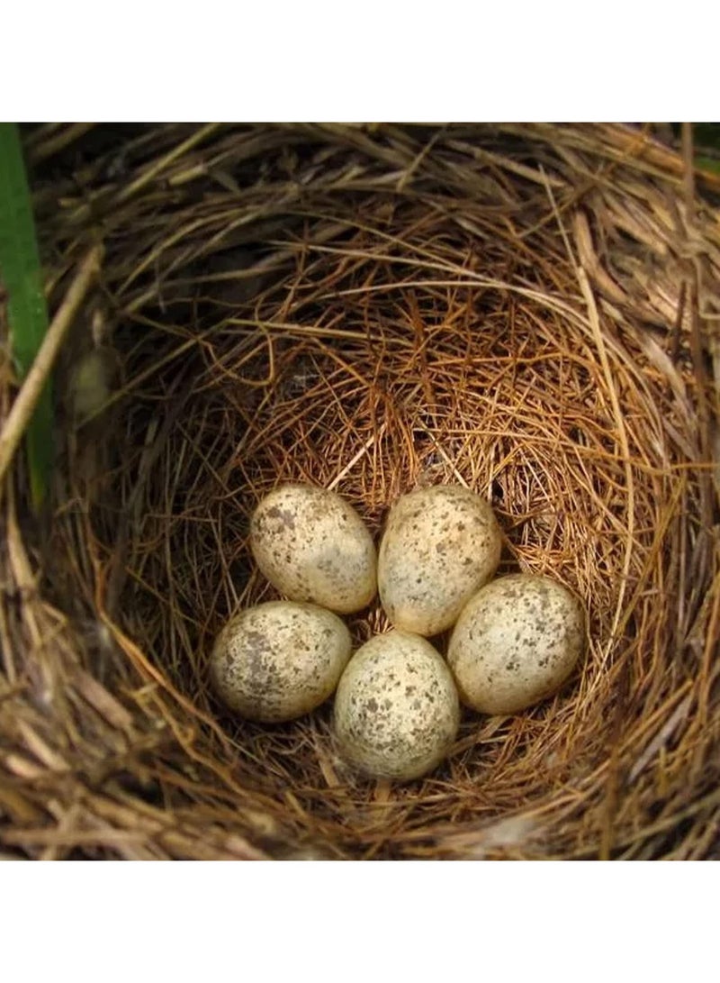 Coconut Fiber for Bird Nest 250G,Canary Nesting Material Coconut Bird Nest Finch Coconut Fiber Loose Bedding Substrate for Laying Eggs,Resting Materials for Birds, Hummingbird Parakeet - Image 5